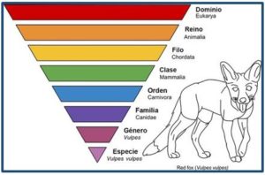 https://www.bbvaopenmind.com/ciencia/grandes-personajes/linneo-y-la-hazana-de-ordenar-la-naturaleza/