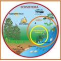 ECOLOGIA Y TERMODINÁMICA A MEDIADOS DEL SIGLO XIX